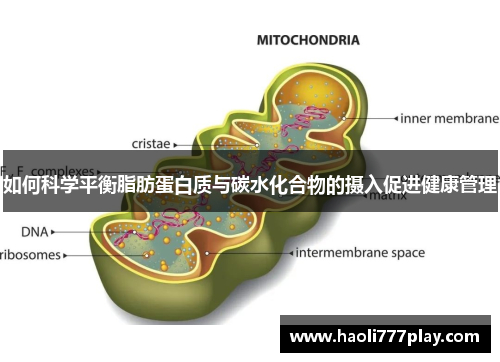 如何科学平衡脂肪蛋白质与碳水化合物的摄入促进健康管理